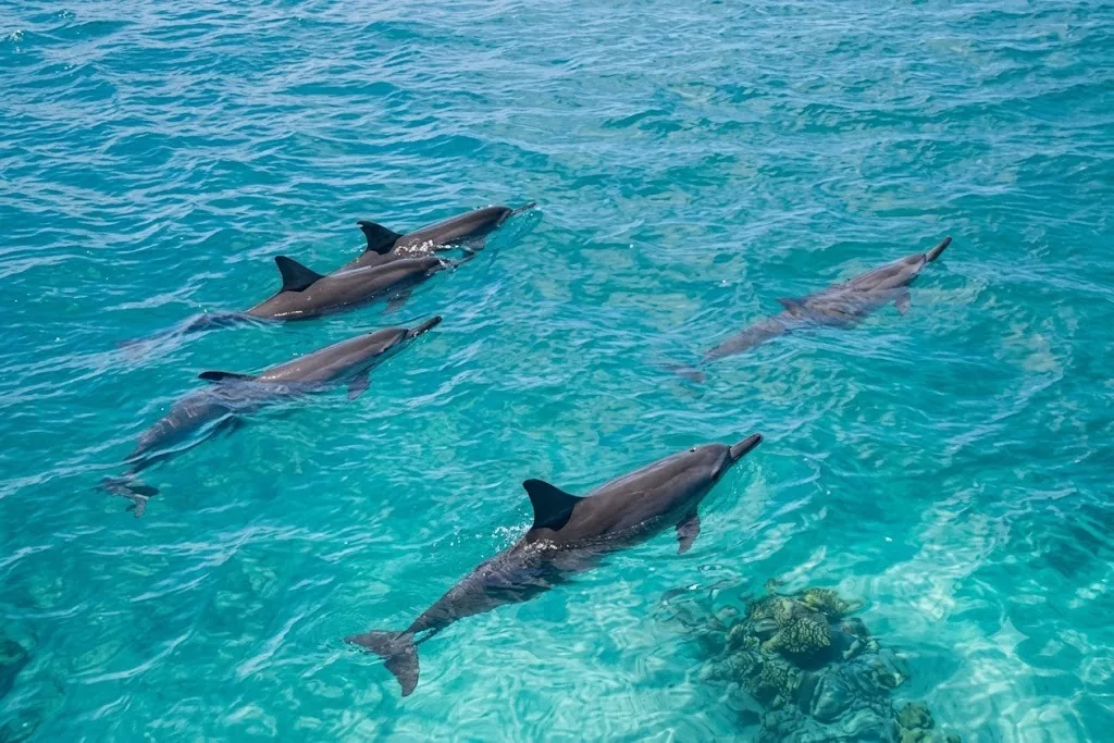 Dolphins near Mnemba