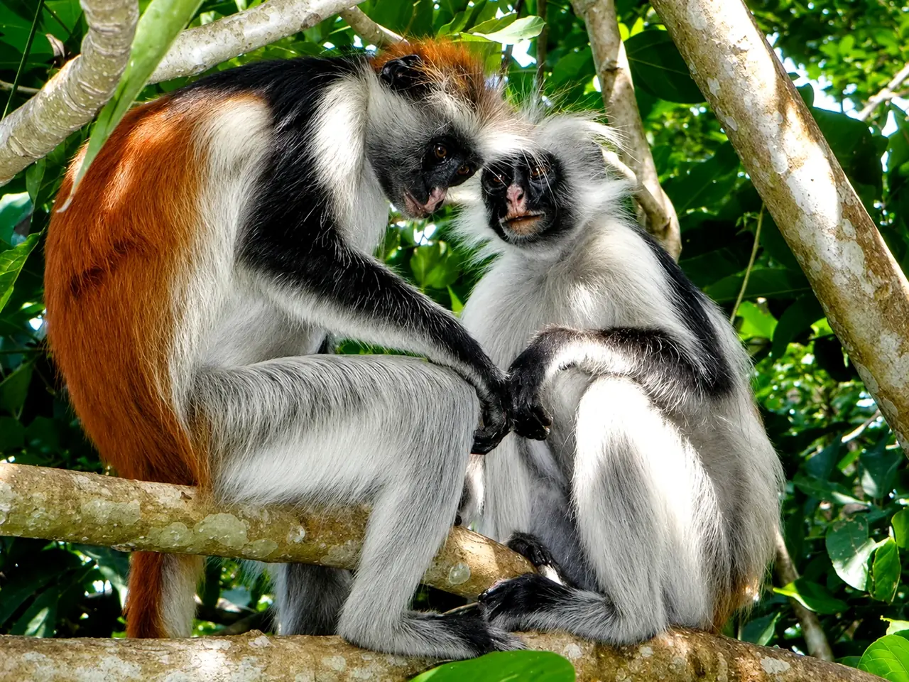 Jozani Forest red colobus